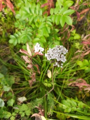Achillea apiculata