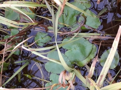 Caltha natans