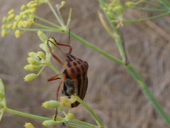 Graphosoma semipunctatum