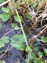Caltha natans