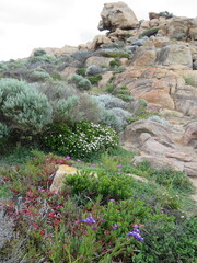 Pimelea ferruginea