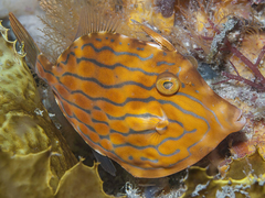 Eubalichthys mosaicus