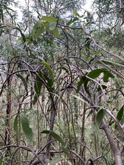 Muellerina eucalyptoides