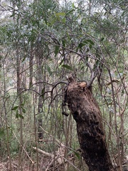 Muellerina eucalyptoides
