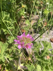 Pelargonium capitatum