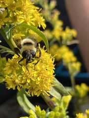 Eristalis flavipes