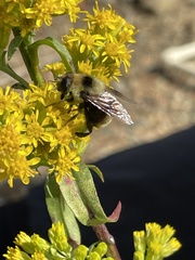Eristalis flavipes