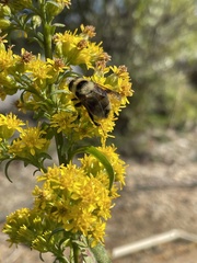 Eristalis flavipes