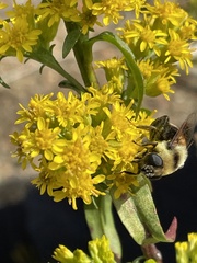 Eristalis flavipes