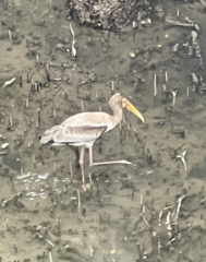 Mycteria cinerea