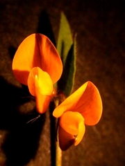 Lotus uliginosus