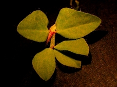 Lotus uliginosus