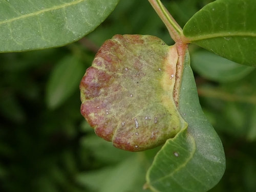 Representative image of Aploneura lentisci