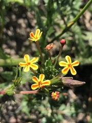 Zaluzianskya divaricata