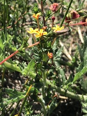 Zaluzianskya divaricata