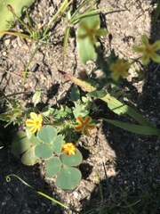 Zaluzianskya divaricata
