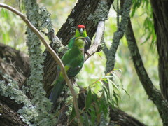 Purpureicephalus spurius