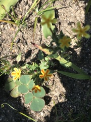 Zaluzianskya divaricata