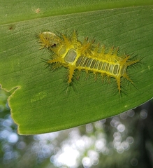 Limacodidae