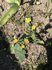 Zaluzianskya divaricata
