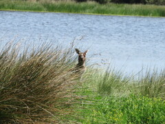 Macropus fuliginosus