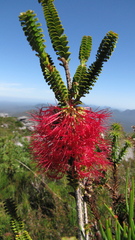 Melaleuca transversa