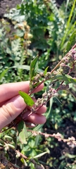 Chenopodium betaceum