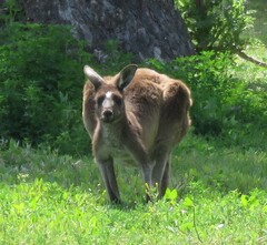 Macropus fuliginosus