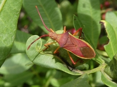 Gonocerus insidiator
