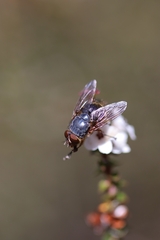 Calliphora