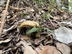 Pseudoboletus parasiticus
