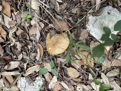 Pseudoboletus parasiticus