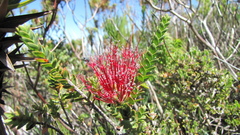 Melaleuca anisandra