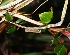 Atomotricha