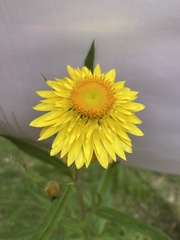 Xerochrysum bracteatum
