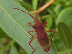 Gonocerus insidiator