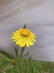Xerochrysum bracteatum