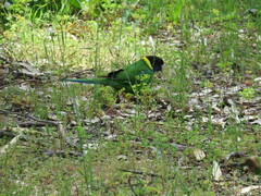 Barnardius zonarius semitorquatus
