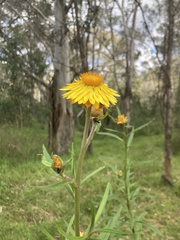 Xerochrysum bracteatum