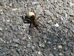 Trochosa terricola