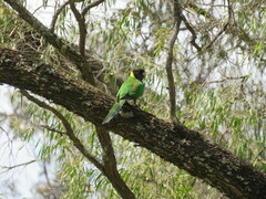 Barnardius zonarius semitorquatus