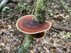 Daedaleopsis tricolor