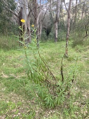 Xerochrysum bracteatum