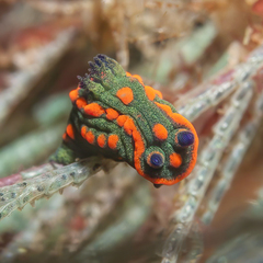 Nembrotha