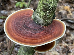 Daedaleopsis tricolor