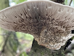 Daedaleopsis tricolor