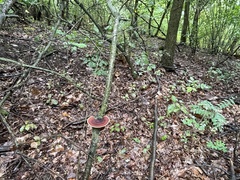 Daedaleopsis tricolor