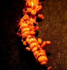 Allocasuarina verticillata