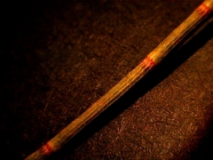 Allocasuarina verticillata