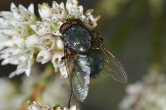 Calliphorinae
